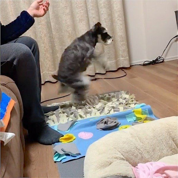 新技を披露するミニチュア・シュナウザー