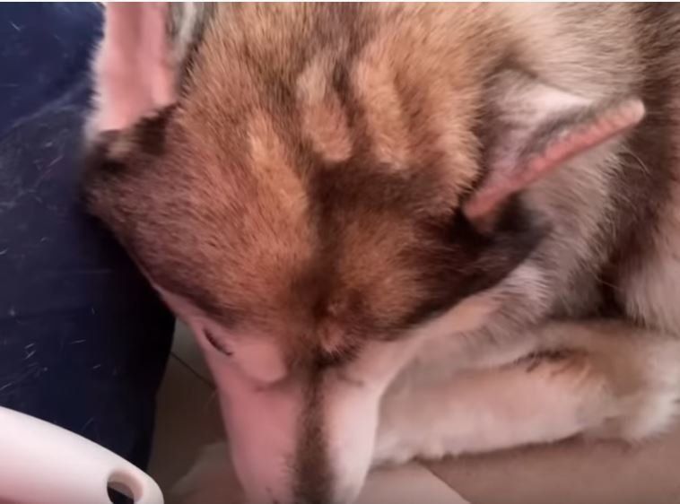 ハスキーの頭に指の後がついている