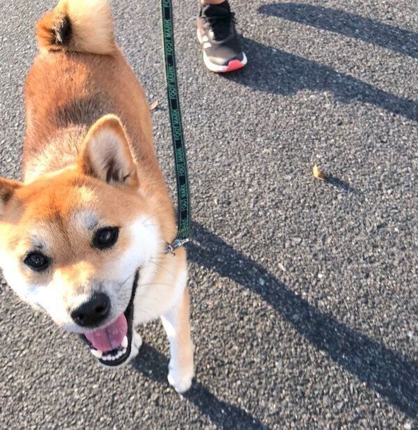 お散歩を楽しむねぎちゃん