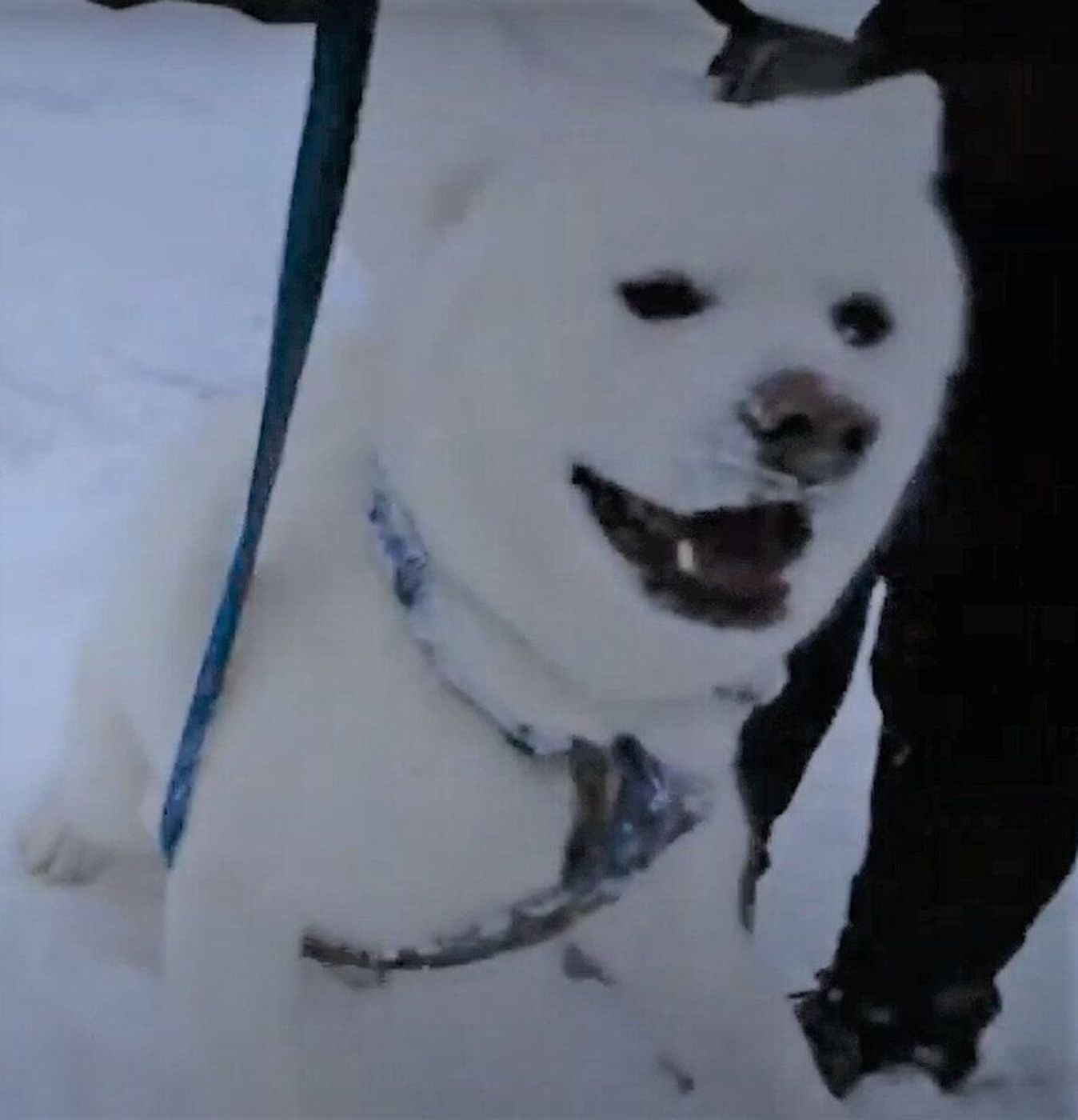 寒いのなんてへっちゃら 雪をかきわけはしゃぎまくる秋田犬 まるでシロクマ いぬのきもちweb Magazine 寒いのなんてへっちゃら 雪をかきわけはしゃぎまくる秋田犬 まるでシロクマ いぬのきもちweb Magazine