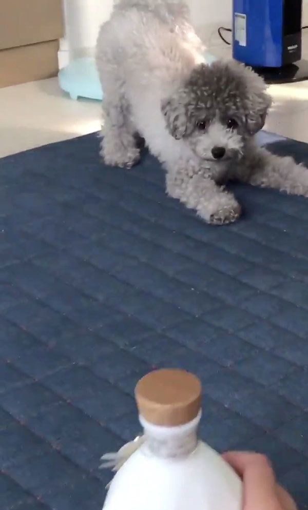 焼酎のビンを警戒するぴのちゃん