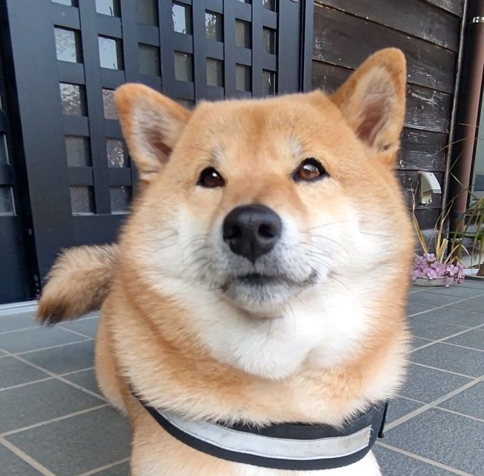 角刈りのような頭が可愛いオルカちゃん