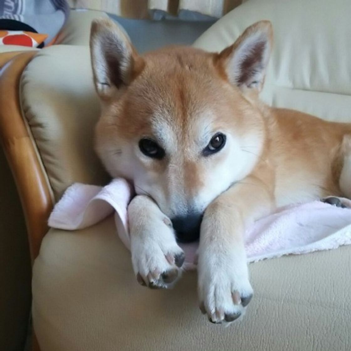 調査 人によって態度激変 愛犬に 順位付けされてる と思う瞬間 いぬのきもちweb Magazine 調査 人によって態度激変 愛犬に 順位付けされてる と思う瞬間 いぬのきもちweb Magazine