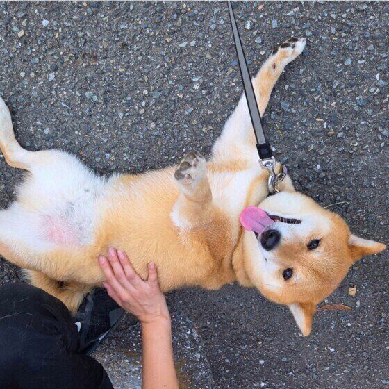 愛犬が撫でる前は嬉しそうなのに、撫で始めると『スン』とした表情になるのはなぜ？ いぬのきもち