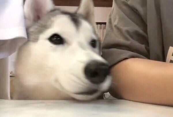 スッと挟まるぷくちゃん