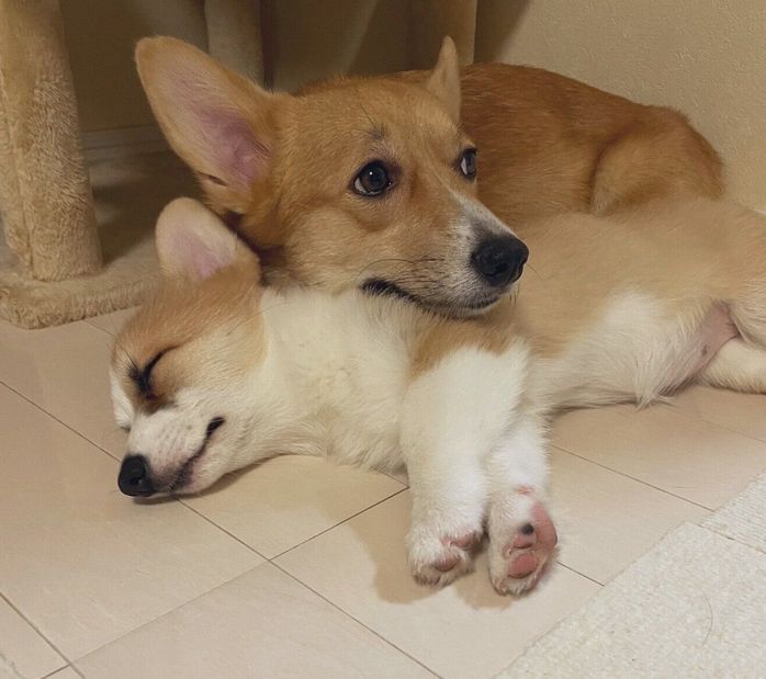 しおちゃんの体にあご乗せするぽんずくん