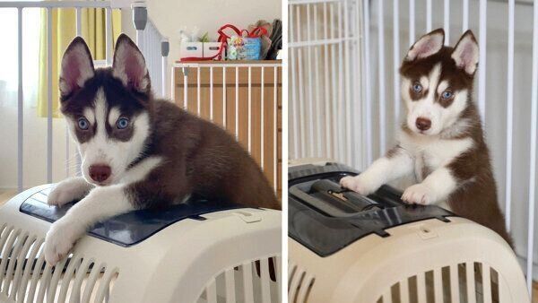 クレートに乗ろうとする大吉くん