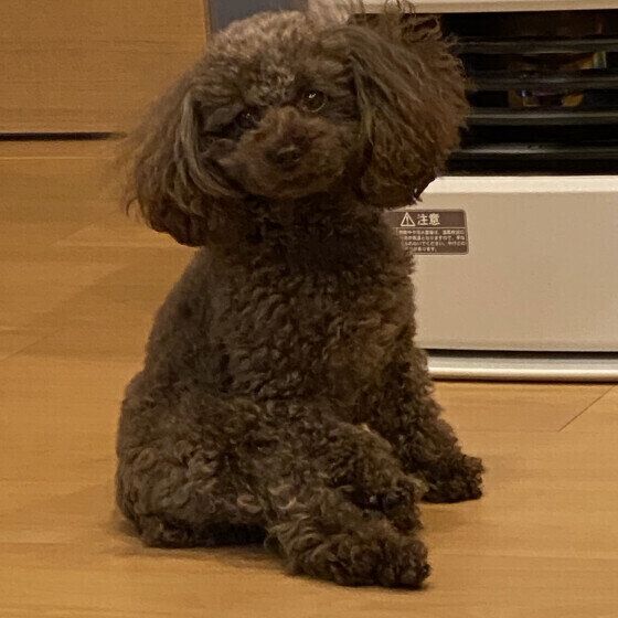 トイ・プードルのモカちゃん