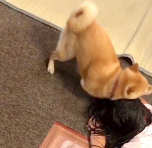 お姉ちゃんにスリスリする豆千代くん