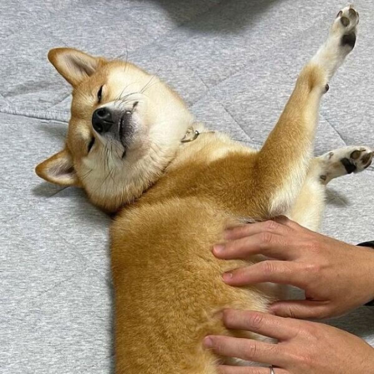 恍惚の表情を浮かべる柴犬 その理由は 可愛すぎる写真 に胸キュン いぬのきもちweb Magazine 恍惚の表情を浮かべる柴犬 その理由は 可愛すぎる写真 に胸キュン いぬのきもちweb Magazine