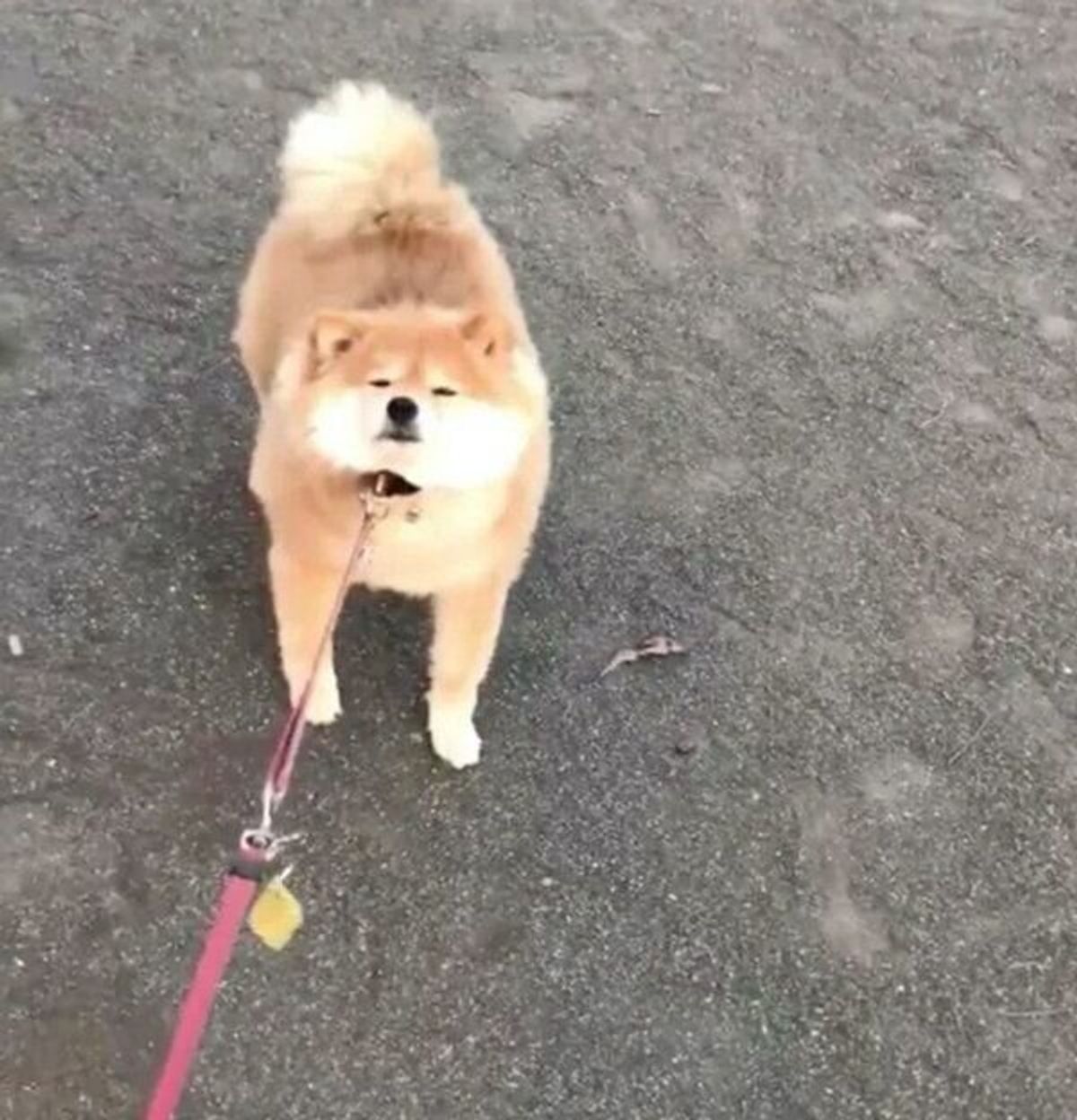 散歩中に駄々をこねて 露骨なまでの嫌な顔 をする柴犬のおもしろ可愛い姿に笑っちゃう いぬのきもちweb Magazine 散歩中に駄々をこねて 露骨なまでの嫌な顔 をする柴犬のおもしろ可愛い姿に笑っちゃう いぬのきもちweb Magazine