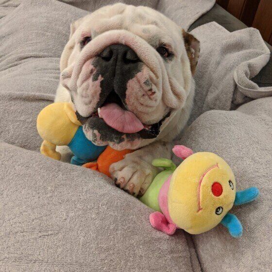 ブルドッグのボンちゃん