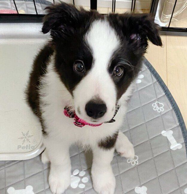 家族に迎えて3週間ほど経ったころのななちゃん（撮影時、生後3カ月）。