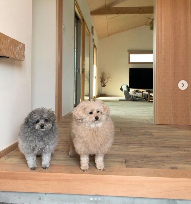 お出迎えをするこあちゃん、ミロちゃん