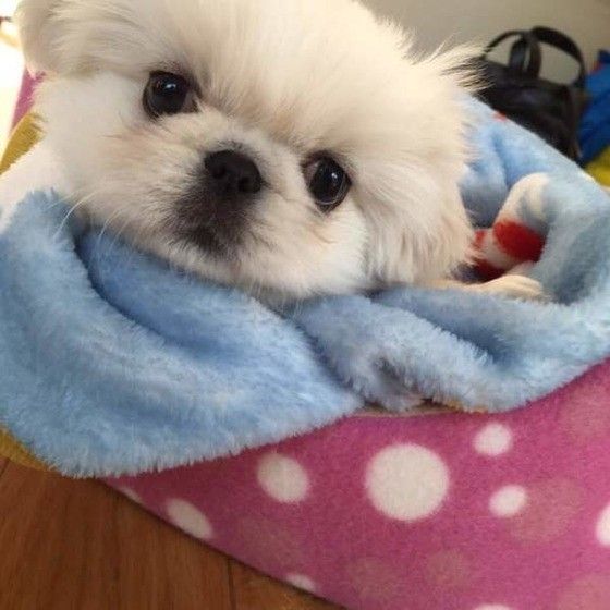 見つめるペキニーズ