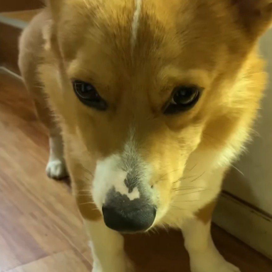 ちょっと面倒くさそうなコナンくん