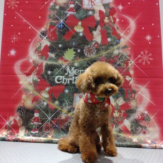 獣医師が語る：実際にあった年末年始の誤飲・誤食事故