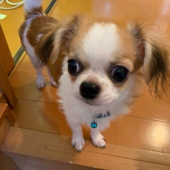 獣医師監修 犬にさつまいもはok アレルギーの有無や注意点とは いぬのきもちweb Magazine