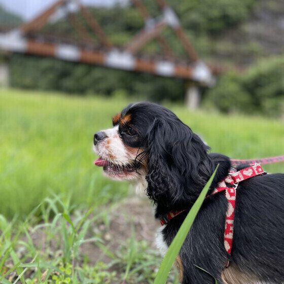 愛犬がアブやブヨなどの虫に刺されたらどうしたらいい？ 獣医師に聞いてみた いぬのきもち