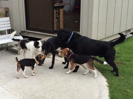 保育園で戯れる犬