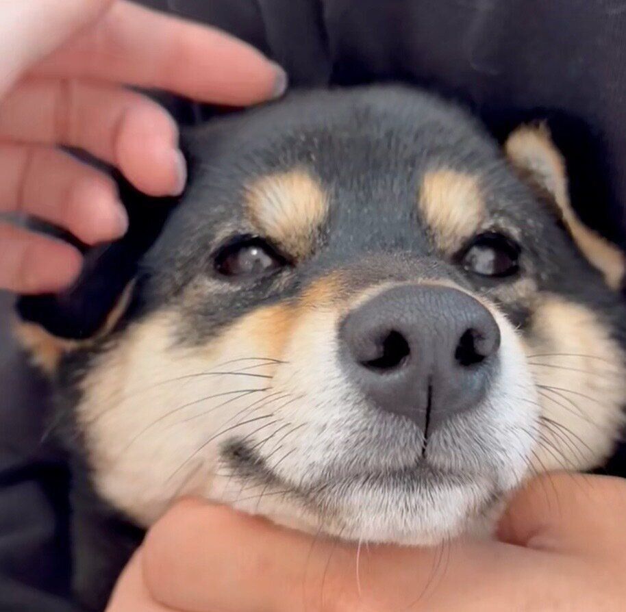 まったりするべるちゃん