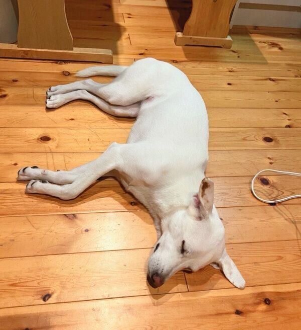 お泊まりしたときのこうめちゃん