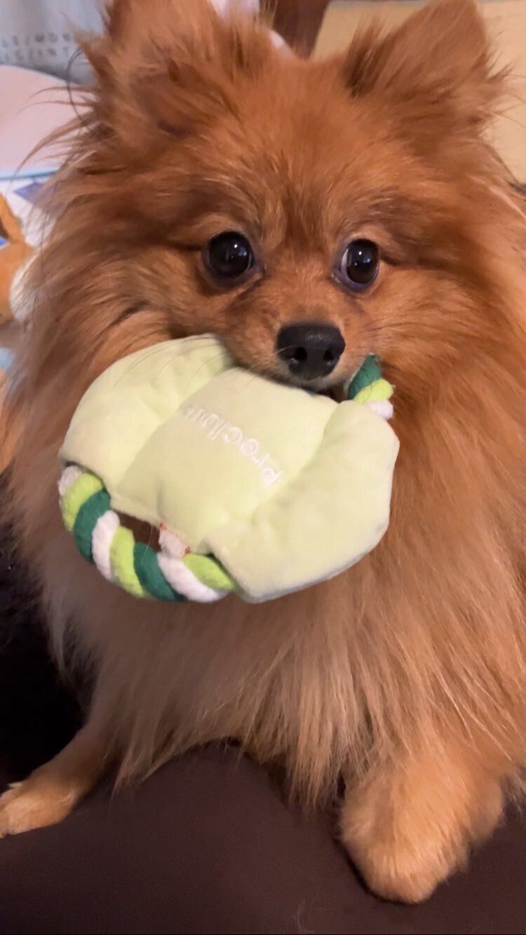 おもちゃを咥えるポメラニアン