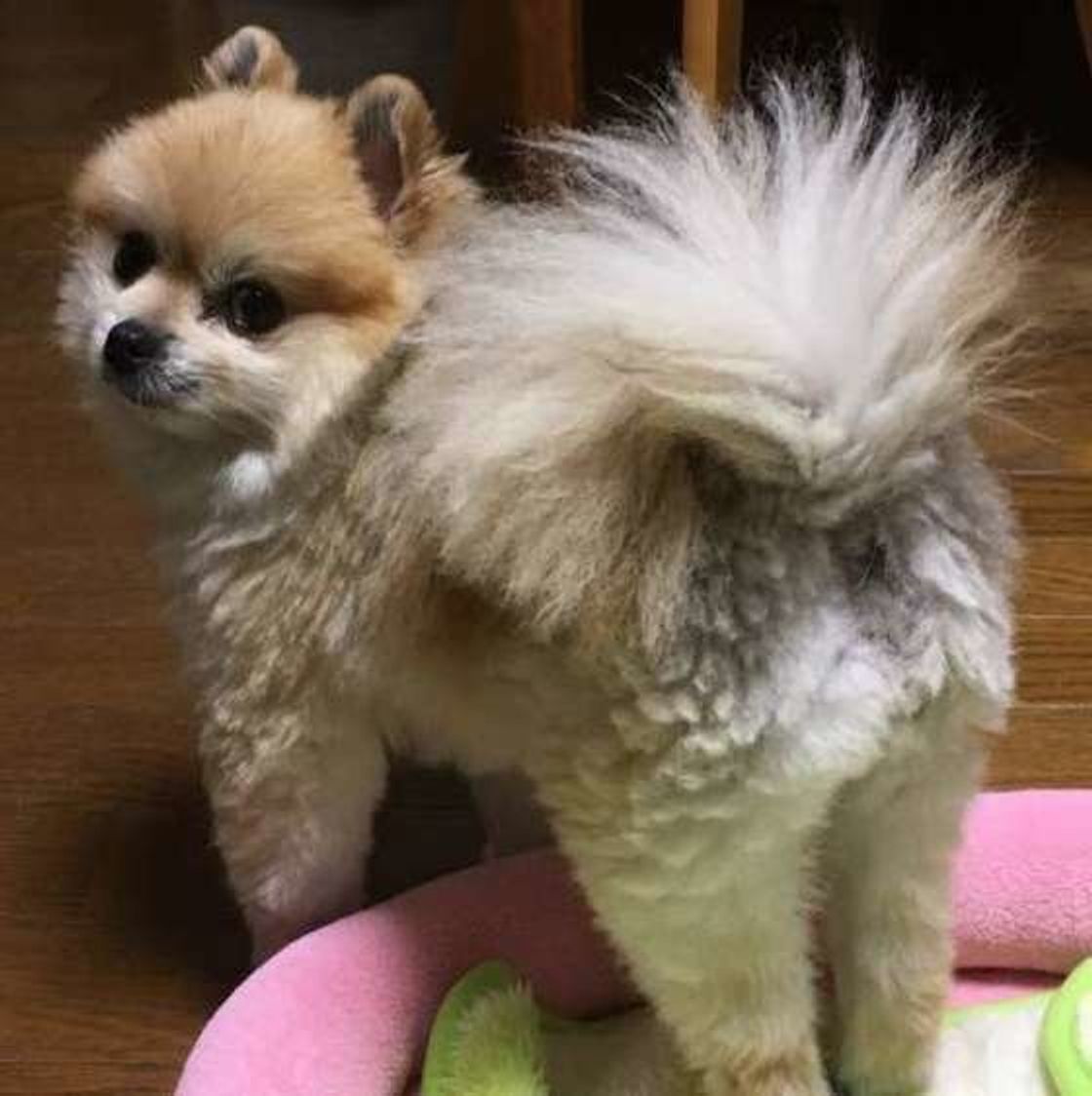 愛犬のお尻のケアしてる 肛門腺 の基礎知識とお手入れ方法 いぬのきもちweb Magazine 愛犬のお尻のケアしてる 肛門腺 の基礎知識とお手入れ方法 いぬのきもちweb Magazine