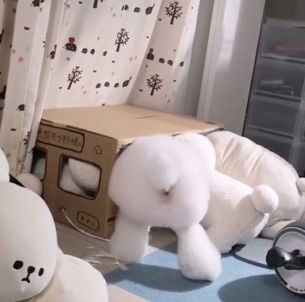 ダンボールの中に入るトイ・プードル