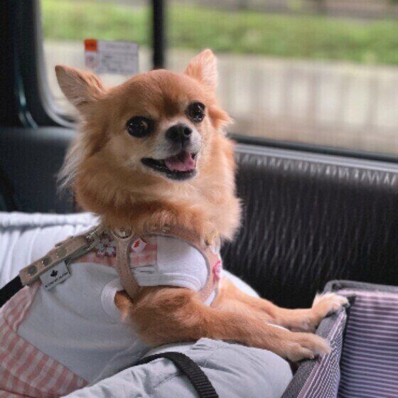 チワワのナッツちゃん