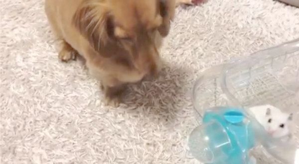 ハムスターの子守をするミニチュア・ダックスフンド