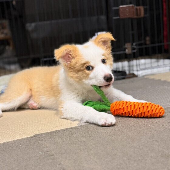 にんじんのおもちゃをガジガジ中