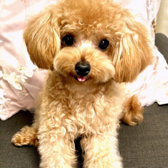 可愛い表情のトイ・プードル