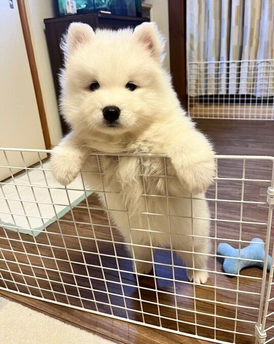 「この頃は本当にぬいぐるみみたいでした」と飼い主さん