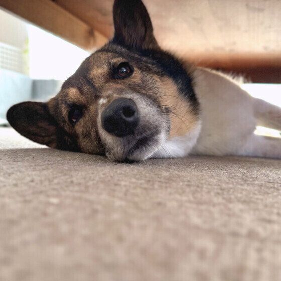 床に寝転がる中型Mix犬