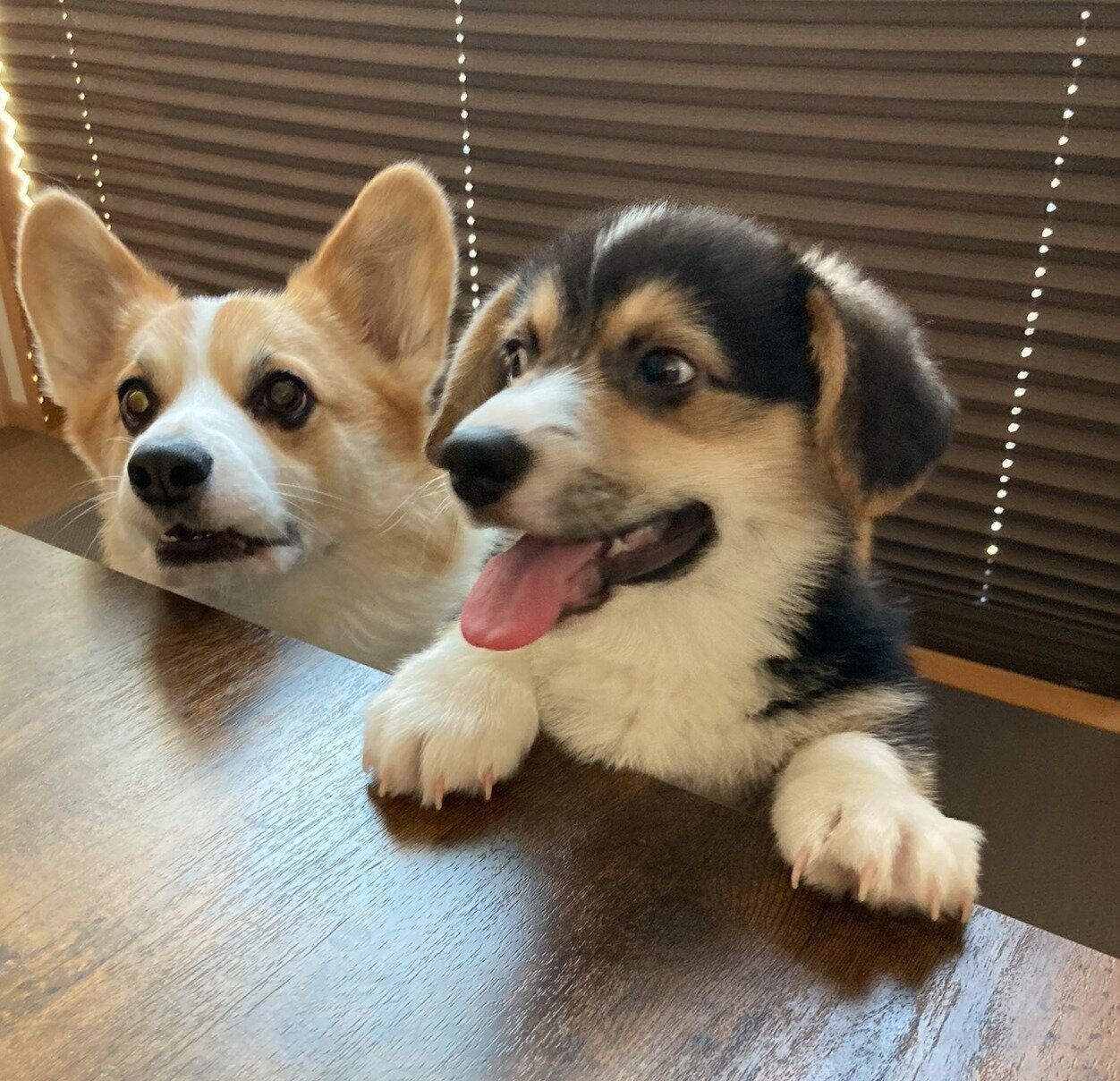 くろまるくんとこたろうくん