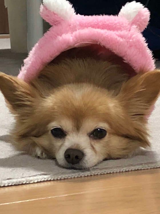 まったり中、MIXのキティ