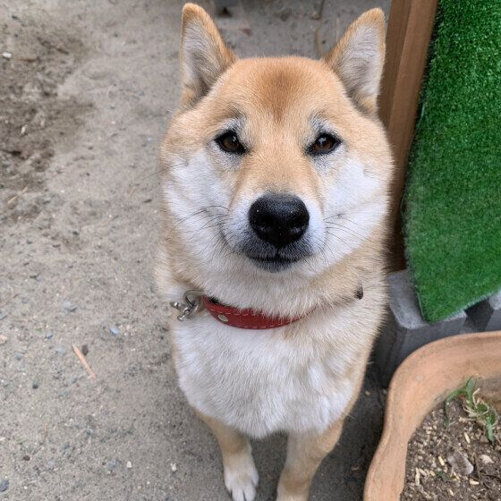 お座りして見上げる柴犬