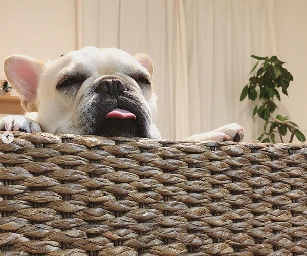 くつろぐフレンチ・ブルドッグ