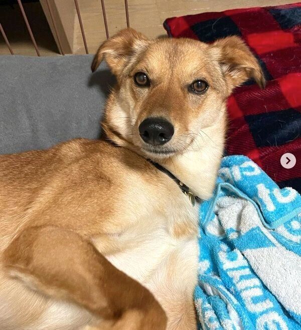 くつろぐ華ちゃん