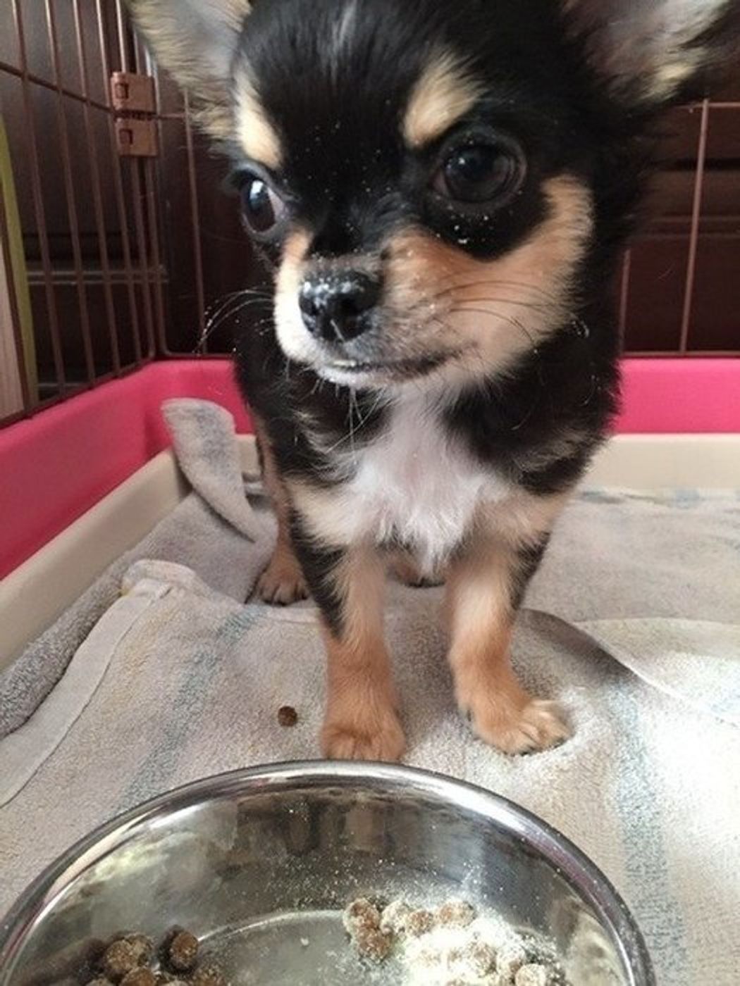 1日何回 複数種類を混ぜてもok 犬のご飯の 与え方 Q A集 いぬのきもちweb Magazine 1日何回 複数種類を混ぜてもok 犬のご飯の 与え方 Q A集 いぬのきもちweb Magazine