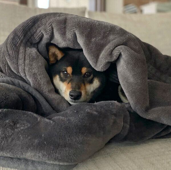 布団にくるまる小次狼くん