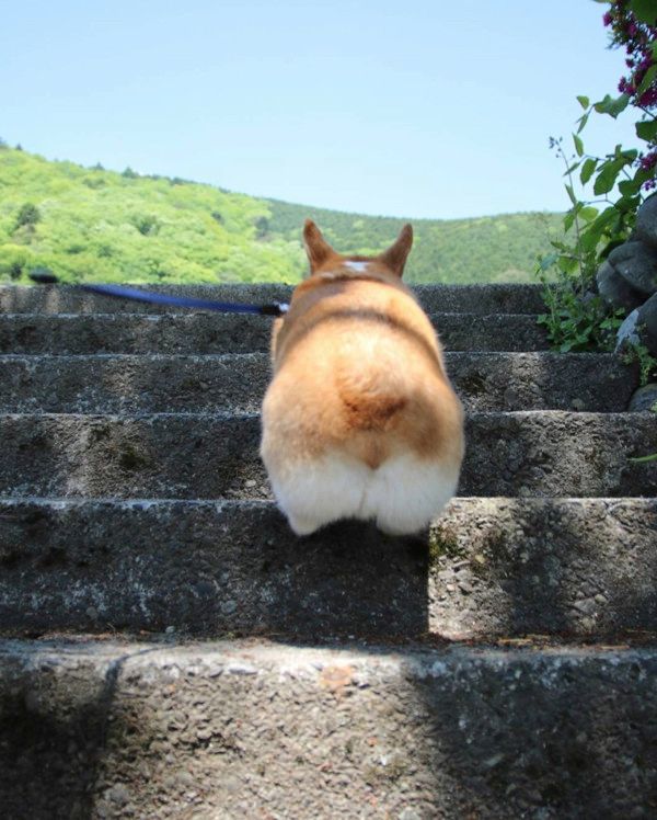 お尻がかわいいコーギー