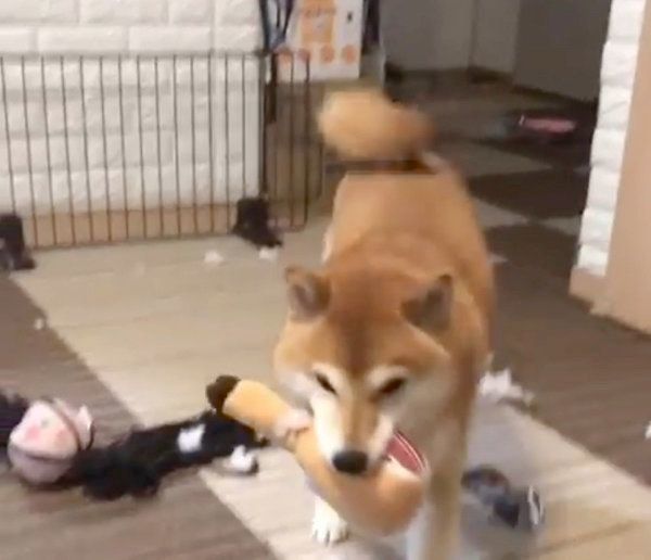 お肉のおもちゃで遊ぶ柴犬