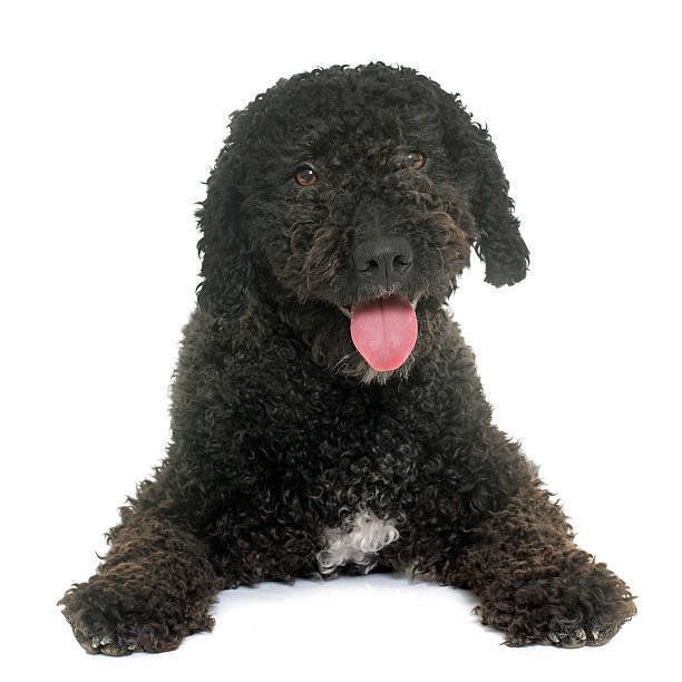 ポーチュギーズ ウォーター ドッグの特徴と性格 飼い方 価格相場など 犬図鑑 いぬのきもちweb Magazine