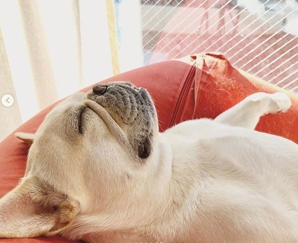 眠るフレンチ・ブルドッグ