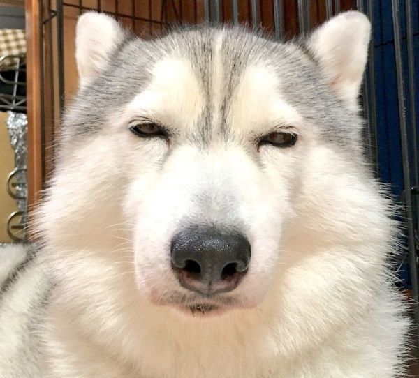 なにかを悟ったような表情を見せるシルビアちゃん