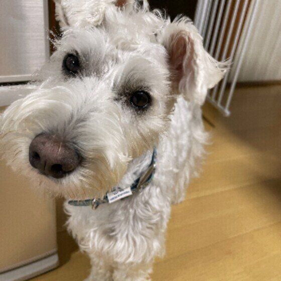 犬の不思議な行動 おしり歩き は異変のサイン 考えられる原因は 獣医師解説 いぬのきもちweb Magazine