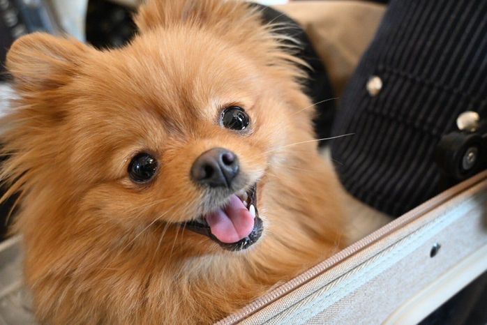 ニコッと笑うふちちゃん