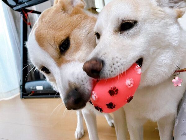 仲良く遊ぶクーちゃん、ボーくん